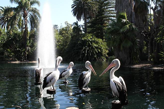 호주 퍼스 동물원에서 사육중인 검은허리 사다새들이 모여앉아 휴식을 취하고 있다. /퍼스 동물원 홈페이지