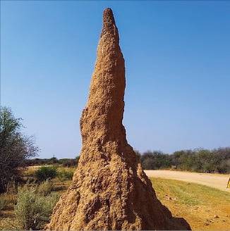 흰개미들이 쌓아 올린 최고 10m의 개미집.