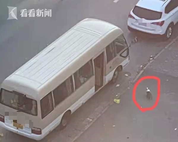 확진자를 이송하는 버스 앞에서 서성이고 있는 웰시코기. 이후 근처에 있던 방역 요원이 몽둥이로 강하게 내리쳐 그 자리에서 즉사하게 만들었다. 출처: 칸칸신원(看看新闻) 뉴스 캡처