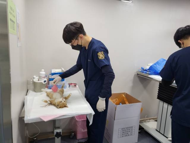 중성화 수술을 마친 고양이를 돌보는 의료진 모습. 이성훈 기자