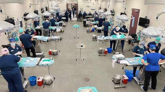 미국의 군집 TNR 전문 비영리단체인 오퍼레이션 캣닙(Catnip)의 대규모 중성화 시술 장면. 최소 75명의 의료봉사인력을 확보한 캣닙은 매주 150마리 넘는 길고양이의 중성화 시술이 가능하다. Operation Catnip