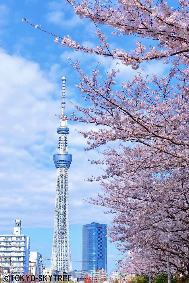 도쿄스카이트리