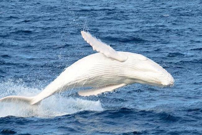 전 세계에 단 한 마리만 존재하는 것으로 알려졌던 흰색 혹등고래 ‘미갈루’