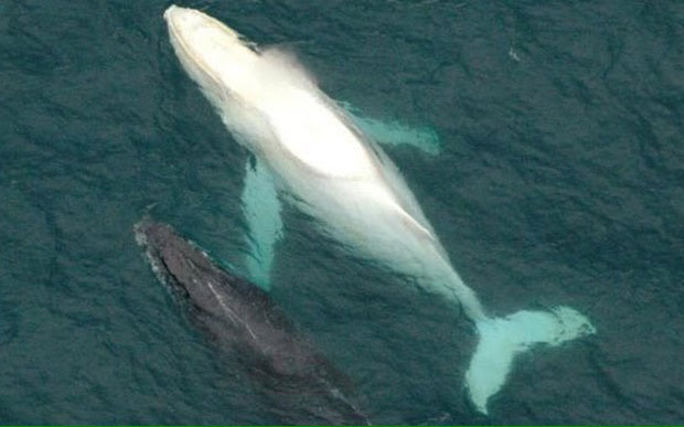 2016년 7월 29일 호주 해안에 나타난 미갈루는 다른 흑동고래와 함께였다.사진=미갈루홈페이지