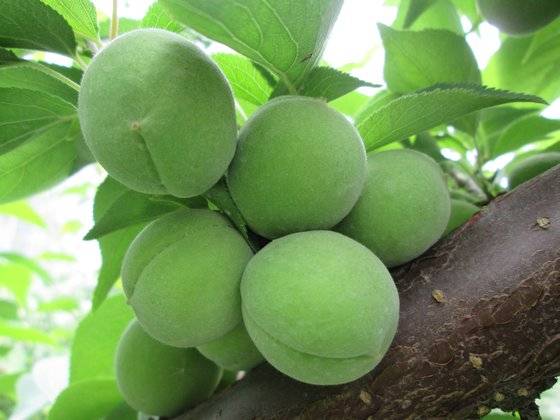 청매실 계통은 5월 하순~6월 상순에 출하한다. 사진 국립원예특작과학원 권정현 농업연구사