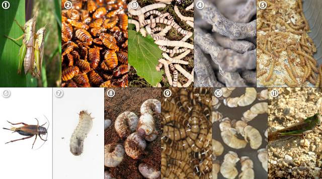(1번부터 번호 순으로)벼메뚜기, 누에 번데기, 누에 유충, 백강잠, 갈색거저리 유충, 쌍별귀뚜라미, 흰점박이꽃무지 유충, 장수풍뎅이 유충, 아메리카왕거저리 유충, 수벌 번데기, 풀무치 /사진=국가생물다양성센터, 식품의약품안전처, 농촌진흥청, 이미지투데이