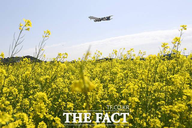 유채꽃 위로 비행하는 여객기.