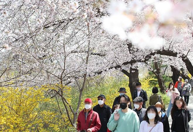 지난달 8일 서울 여의도 윤중로에서 시민들이 벚꽃길을 거닐고 있다. ⓒ데일리안 류영주 기자
