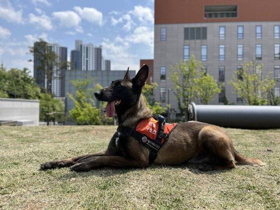13일 오전 서울 은평구 진관동에서 훈련을 받고 있는 특수견. 강민지 인턴