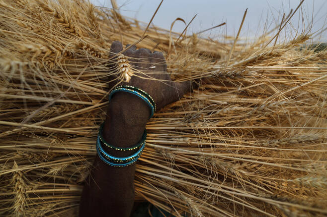 인도 우타르프라데시주 손바흐드라의 한 마을에서 2021년 4월11일 한 농부가 수확한 밀을 운반하고 있다. AP연합뉴스