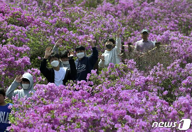 전북 장수군 번암면 봉화산 철쭉단지를 찾은 관광객들이 활짝 핀 철쭉 사이를 걸으며 봄기운을 만끽하고 있다.. (장수군 제공) /뉴스1