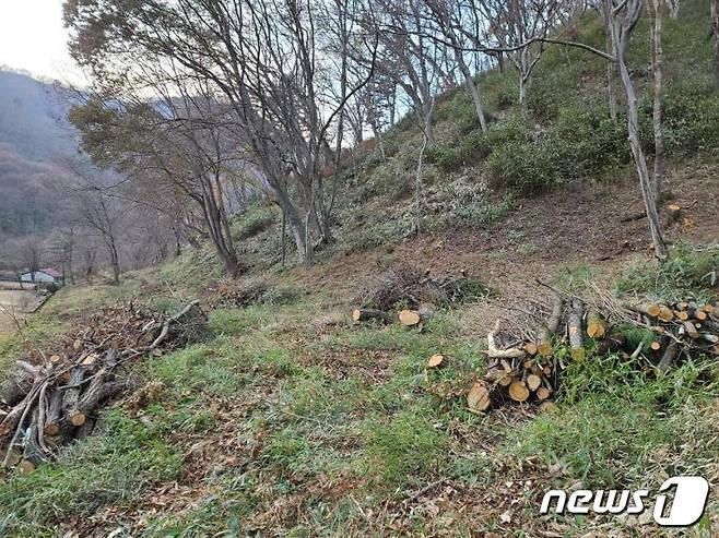 전북 진안군이 산림의 공익적 기능과 생육환경 개선을 위해 숲가꾸기 사업을 추진한다.(진안군제공)2022.5.16/뉴스1