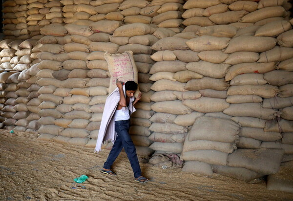 16일 인도 서부 구자라트주 최대 도시 아마다바드에서 노동자가 밀을 옮기고 있다. 인도의 밀 수출 원칙 금지로 이날 국제 밀 가격은 급등했다. 로이터 연합뉴스