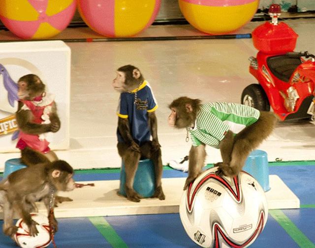 원숭이들은 공연 당시 옷을 입은 채 물구나무서기, 구르기, 철봉 매달리기 등에 동원됐다. 온라인 캡처