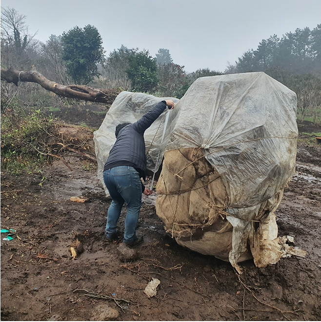 제주자치경찰단에 의하면 관련자들은 산림에 자연적으로 서식하는 팽나무를 무단 굴취한 뒤 건설 현장 등에 조경수로 판매할 목적으로 다른 장소에 가식하는 등 보전돼야 할 산림을 사익을 위해 훼손한 것으로 알려졌다. ⓒ제주도