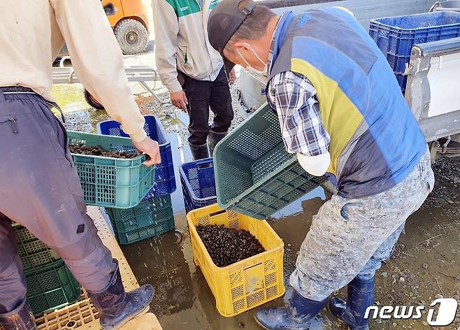괴산군이 친환경 벼 재배 농가에 우렁이를 무상 공급한다.(괴산군 제공)© 뉴스1