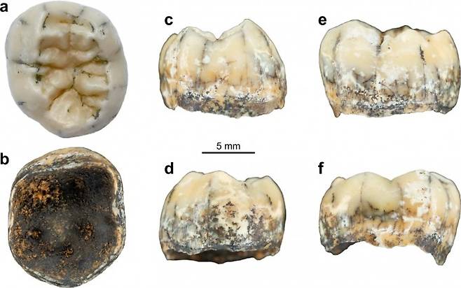 라오스 동굴에서 발견된 고대 인류의 어금니가 데니소바인의 것으로 추정된다는 분석 결과가 나왔다. 네이처 커뮤니케이션스 제공