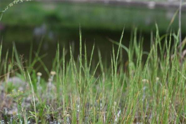 벼과 식물인 둔치개밀. 국립생태원 제공