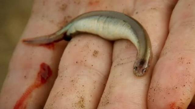 '칸지루'로 불리는 작은 물고기. / 사진=유튜브 river monster