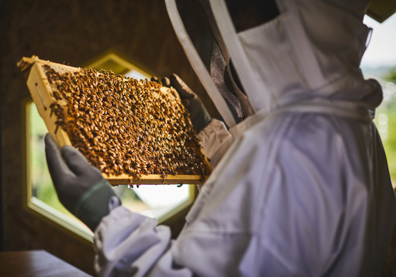 Bees are about to be placed in the Solar Beehive. [HANWHA]