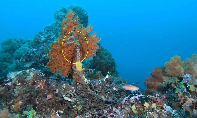 범섬 바다에 서식하는 천연기념물 해송에 감긴 낚시용 밧줄. 녹색연합 제공