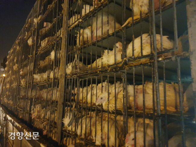도계용 닭을 농장에서 도계장으로 수송하는 차량인 ‘닭차’의 어리장(조류 이동장)에 갇힌 닭들. 2021년 국내에서 닭 10억3564만마리가 식용으로 도축됐다. 경향신문 자료사진