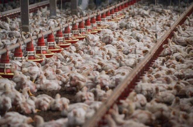 [서울=뉴시스]말레이시아가 자국 내 닭 품귀 현상을 이유로 6월 초부터 닭고기 수출을 줄일 것이라고 밝혔다고 BBC가 24일 보도했다. 이는 인도의 밀 수출 금지, 인도네시아의 팜유 수출 금지에 이은 것으로 아시아 국가들에서 식량 민족주의가 고조돼 세계 식량위기를 더 악화시킬 것이라는 우려를 낳고 있다. <사진출처 : 말레이 메일> 2022/5/24