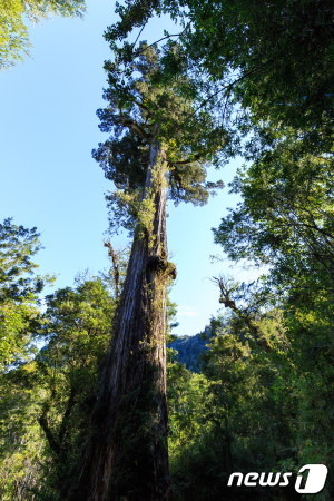 세계에서 가장 오래된 나무로 추정되는 칠레 남부의 나무.(트위터 캡처) © 뉴스1