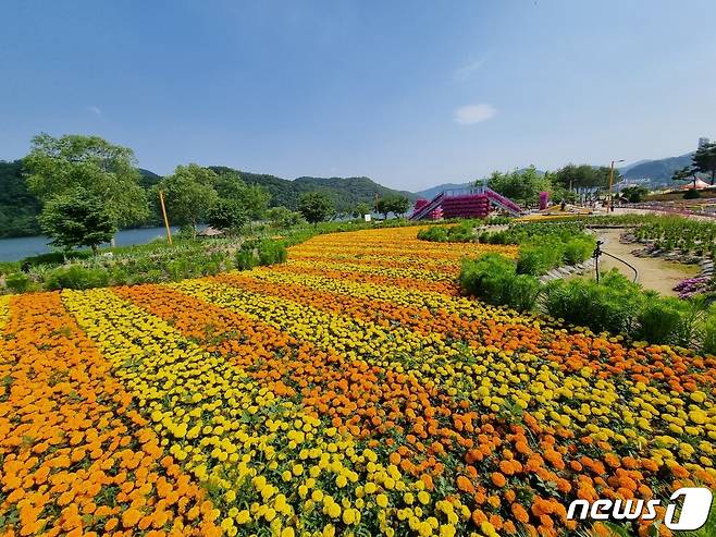 경기 가평군 자라섬 남도 봄 꽃정원이 28일 공식 개방했다. 주황색, 노랑색으로 알록달록 수놓은 꽃들로 가득하다.© 뉴스1