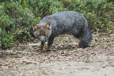 Endemic to Chile and facing many threats, Darwin's fox numbers have dwindled to fewer than 1,000 (PRNewsfoto/Huawei)