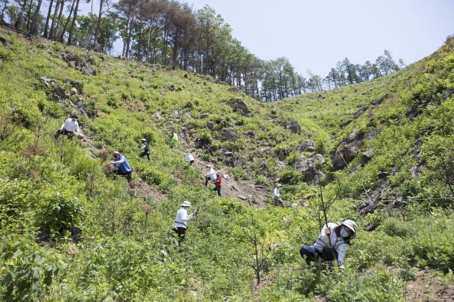 지난 28일 강원도 강릉시 옥계면 남양리 일대에서 이뤄진 산림복구 봉사활동 참가자들이 산림복구 봉사활동을 하고 있다. 제공 | 스마일게이트