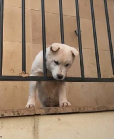 경기도 광주의 빌라촌 건물 틈새에 방치돼 있을 때 빽곰이 모습. 현행 동물보호법상 동물에게 충분한 사료와 물을 주지 않아도 동물의 부상 질병 사망으로 이어지지 않으면 동물학대 혐의를 적용하기 어렵다. 임민영씨 제공