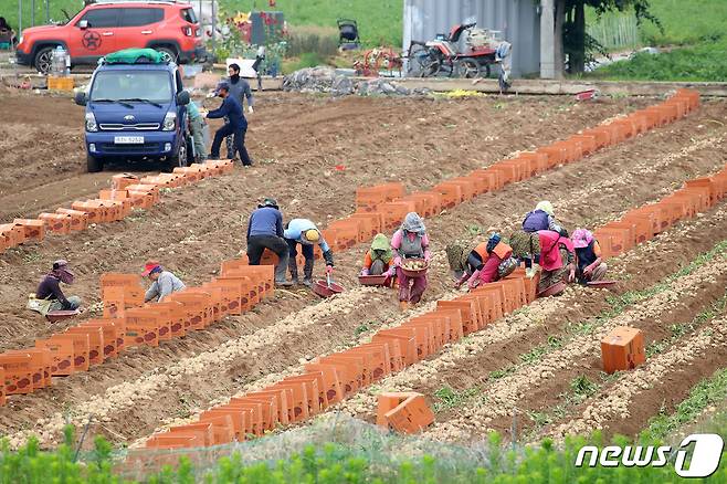 8일 경북 고령군 개진면 한 감자밭에서 농민들이 감자를 수확하고 있다. 고령군 대표 작물인 개진감자는 낙동강 연안 사양토에서 재배돼 전분이 많고 맛이 뛰어난 것으로 유명하다. 2022.6.8/뉴스1 © News1 공정식 기자