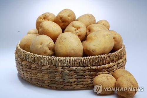 제철 농산물 감자 [연합뉴스 자료사진]