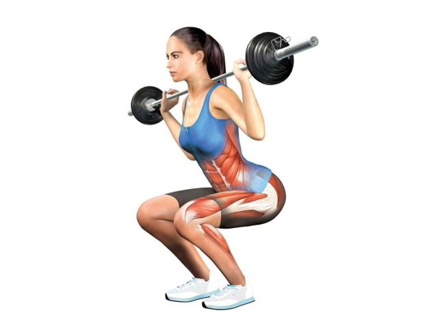 바벨 스쿼트를 할때 다리를 넓게 벌릴수록 허벅지 안쪽 근육을, 좁게 벌릴수록 허벅지 바깥쪽을 단련할 수 있다./사진=클립아트코리아