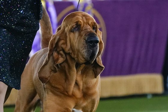 Trumpet, a bloodhound, competes for best in show at the 146th Westminster Kennel Club Dog Show, Wednesday, June 22, 2022, in Tarrytown, N.Y. Trumpet won the title. (AP Photo/Frank Franklin II)  〈저작권자(c) 연합뉴스, 무단 전재-재배포 금지〉