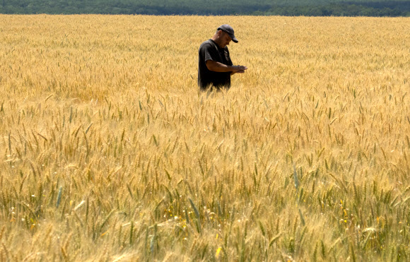- 러시아군의 공격이 이어지고 있는 우크라이나 도네츠크주의 한 밀밭에서 농부가 밀 상태를 확인하고 있다. 2022.6.21 AP 연합뉴스