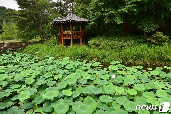 26일 경북 포항시 북구 마장지 연못에서 서식 중인 거위들이 최근 알 도둑들로 인해 고통 받고 있는 것으로 확인됐다.사진 속 정자 부근에는 거위들의 둥지가 있다.2022.6.26/© 뉴스1 최창호 기자