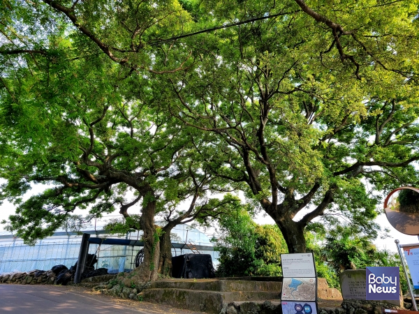 당동 삼거리에 있는 팽나무 쉼팡. ⓒ김재원