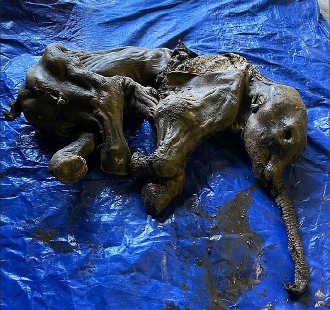 캐나다 북서부의 영구동토층에서 약 3만5000년 전에 태어난 것으로 추정되는 새끼 매머드 ‘눈초가’의 사체가 발견됐다. (사진=AFP)
