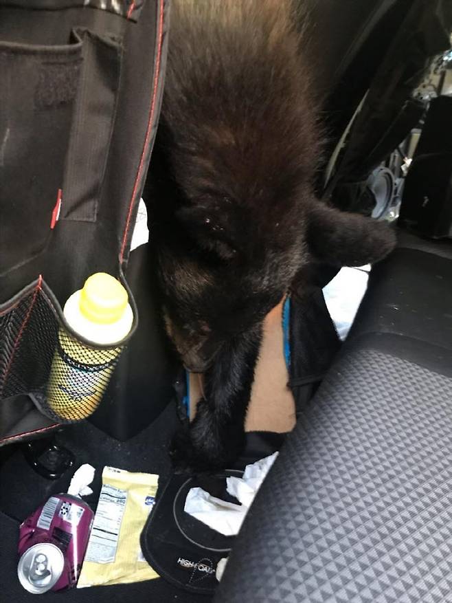 미국 테네시주에서 흑곰 한 마리가 자동차 안에서 질식사한 채로 발견됐다. (사진=TWRA 페이스북)