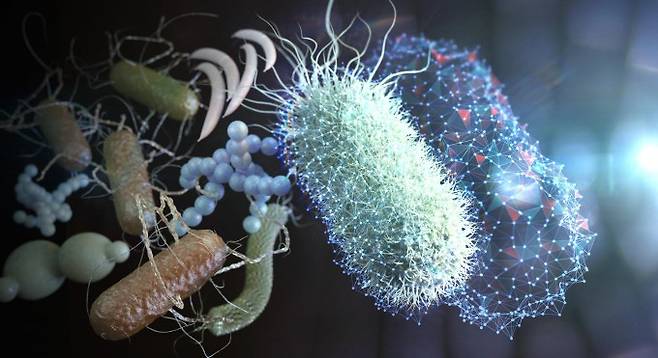 홀로그래피 현미경과 인공지능 기술을 이용한 신속 박테리아 병원균 식별 기술 개념도. KAIST 제공.