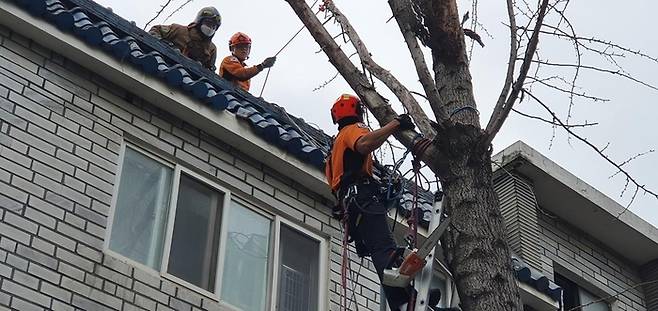 인천소방본부 소방대원들이 28일 강풍에 쓰러진 나무에 올라 안전조치를 하고 있다. 연합뉴스