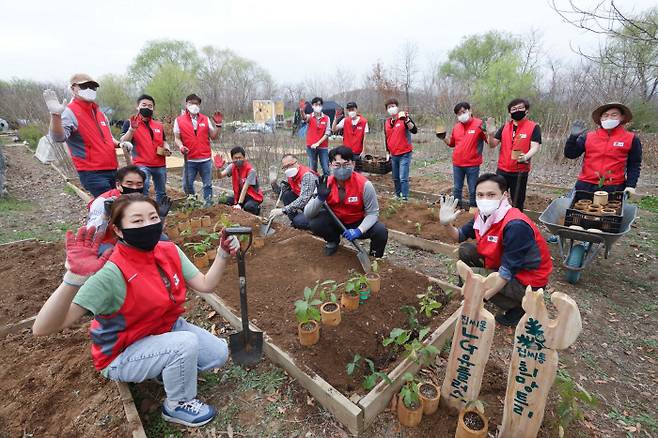 LG유플러스 임직원들이 그간 키운 도토리나무 묘목을 서울 상암동 노을숲에 옮겨심고 있다.