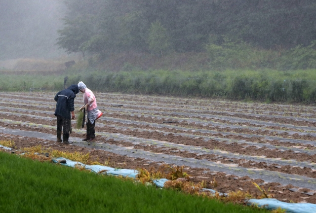 강원 춘천시 서면 신매리에서 비옷을 입은 농부들이 아스파라거스 모종을 심고 있다. 연합뉴스