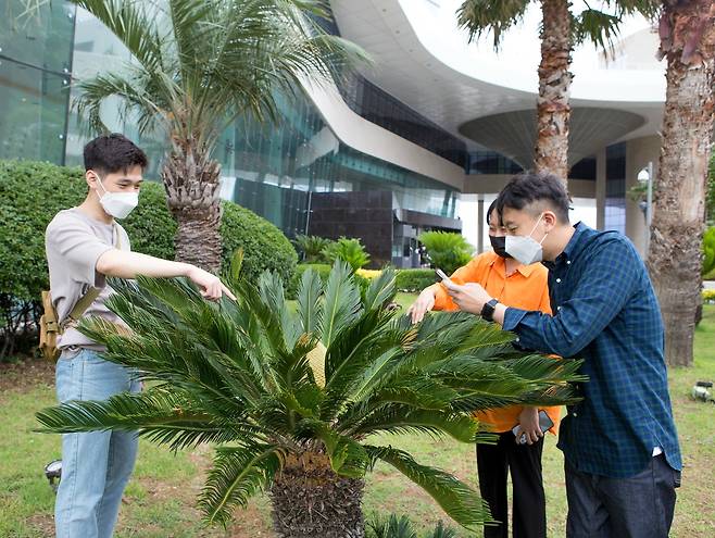 소철꽃을 촬영하고 있는 호텔 관계자들의 모습(소노인터내셔널 제공)© 뉴스1