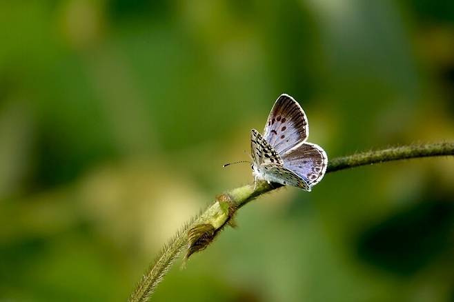 큰홍띠점박이푸른부전나비.