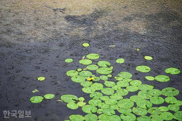 비 오는 날 소수서원 앞 죽계천 풍경.