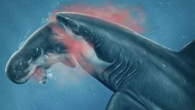 향유고래를 공격하는 메갈로돈의 가상 이미지