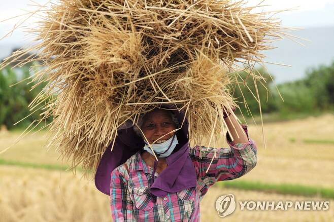 태국의 쌀 농가 [AFP 연합뉴스 자료사진.재판매 및 DB 금지]